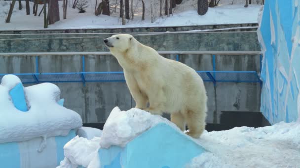 動物園で雪の上に立っている白いシロクマ — ストック動画