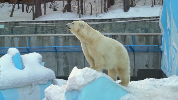 Ours Polaire Sur Neige Dans Zoo — Video