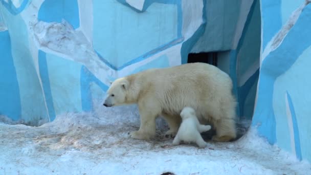 Polar bear mother (Ursus maritimus) with two baby cubs in zoo