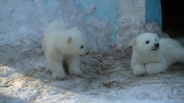little cubs polar bear playing on the snow in zoo