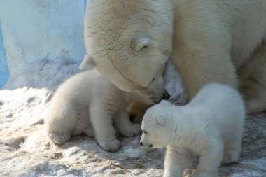 mutlu kutup ayı yavruları birlikte anne yakın oynuyor