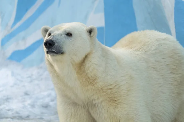 Большая Самка Белого Медведя — стоковое фото