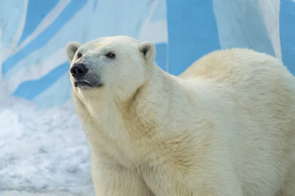 Oso Polar Hembra Grande — Foto de Stock