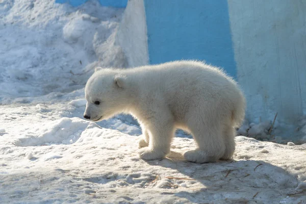Oso Polar Cachorro Bebé Nieve — Foto de Stock