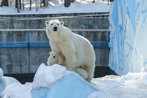 Ours Polaire Femelle Ses Petits Oursons Près — Photo