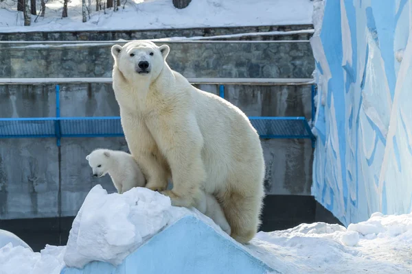 Küçük Kutup Ayısı Yavruları Anneleriyle Birlikte Hayvanat Bahçesinde — Stok fotoğraf