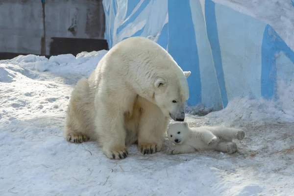 Mały Biały Niedźwiedź Cub Pobliżu Matki — Zdjęcie stockowe