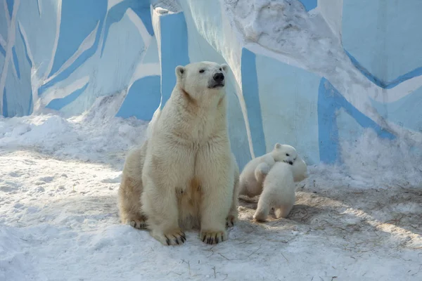 Eisbärenmutter Und Zwei Süße Kleine Junge Spielen Zusammen Zoo — Stockfoto