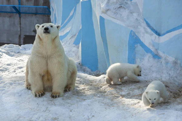 Dois Filhote Urso Branco Pequeno Perto Mãe Zoológico Fotos De Bancos De Imagens