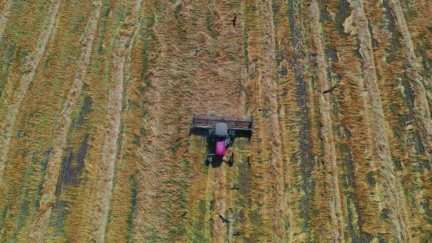 Трактор Движется Желтом Поле Вид Воздуха — стоковое видео
