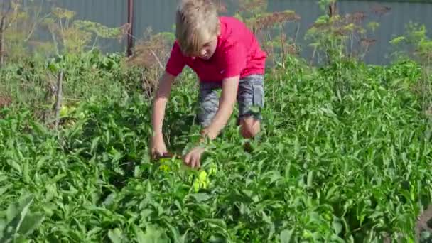 Pojke Skördar Röd Paprika Grönsaksträdgård — Stockvideo