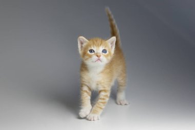 Beyaz arka planda mavi gözlü güzel kırmızı kedi yavrusu.