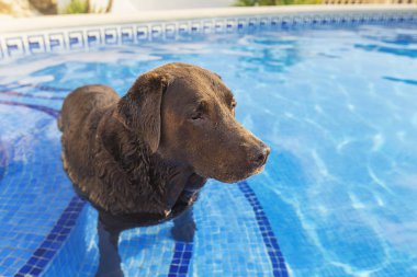 Çikolata Labrador yüzme havuzunda aşağı soğutma