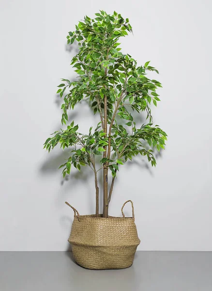Shot of a Fake house plant in basket