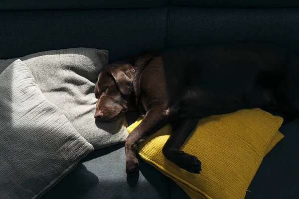 Schot Van Een Schattige Chocolade Labrador Slapend Bank — Stockfoto