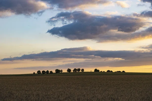 Paisagem Foto Através Campo Trigo Pôr Sol — Fotografia de Stock