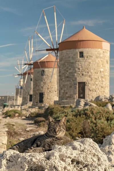 Många Vänliga Herrelösa Katterna Rhodos Stad Hamnen Väderkvarnar — Stockfoto