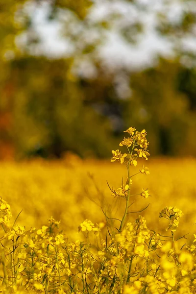 Rapsfeld zum Anfassen — Stockfoto