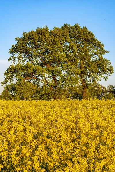 Rapsfeld und großer Baum — Stockfoto