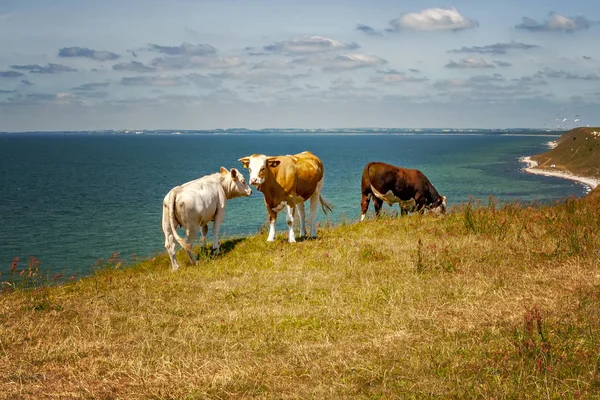 Schwedische Kühe auf Klippe — Stockfoto