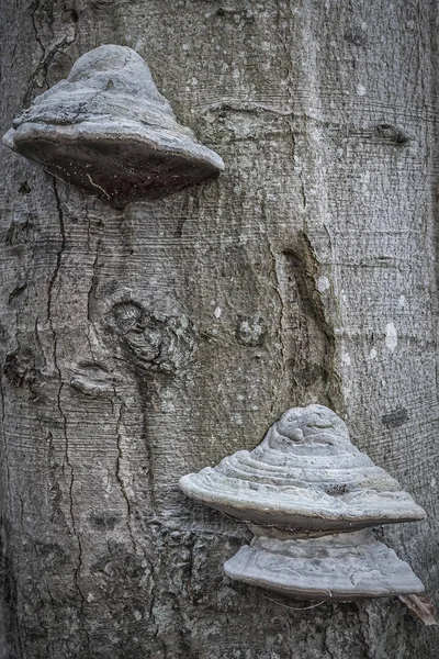 Фон древесных грибов — стоковое фото