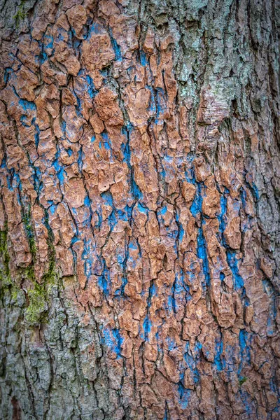 Фон древесной коры — стоковое фото