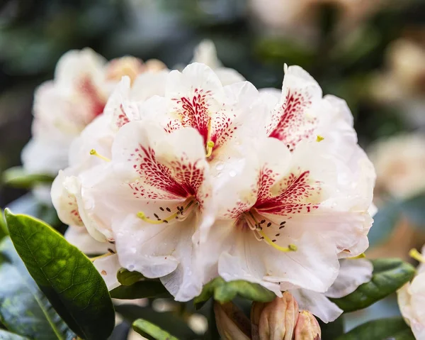 Rhododendron blüht — Stockfoto