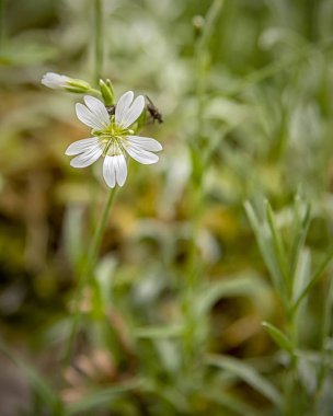 Pembe bahar çiçekleri