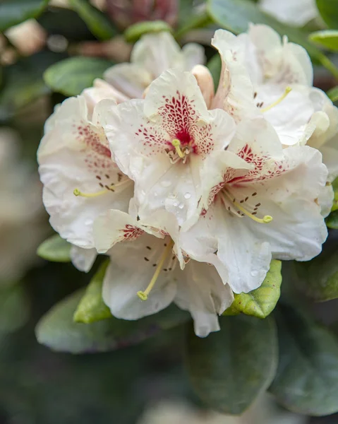 Rhododendronblüte — Stockfoto