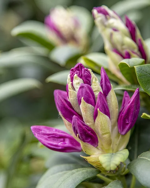 Rhododendron blüht — Stockfoto