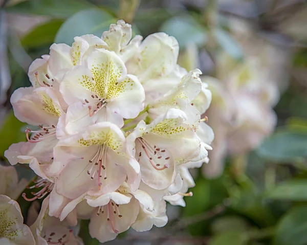 Rhododendron weiße Blume blüht — Stockfoto