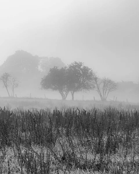 Niebla de la mañana — Foto de Stock