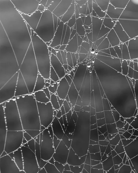 (Inggris) Foggy Morning Dew Spider Web — Stok Foto