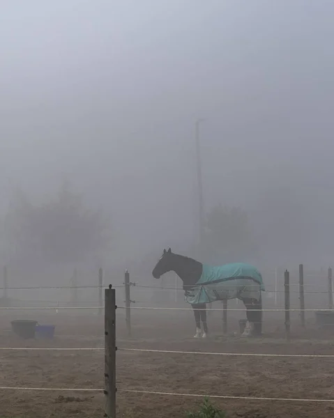 Foggy Morning Horse — Stock Photo, Image