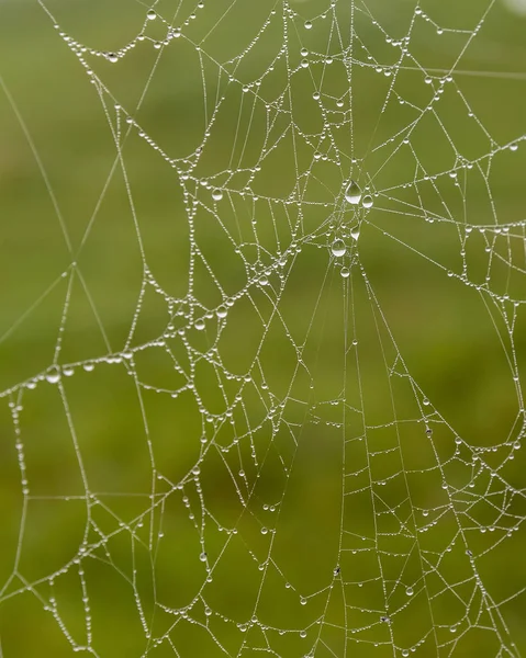 Foggy Morning Spider Web — Stok Foto