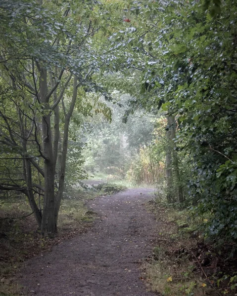 Nebliger Morgen Wald Baumtunnel — Stockfoto