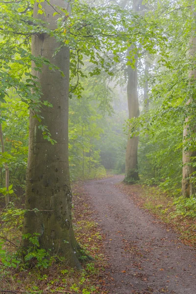 Foggy Morning Woodlands — Stock Photo, Image