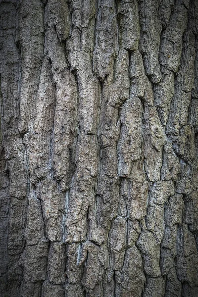 Corteza de árbol de textura —  Fotos de Stock