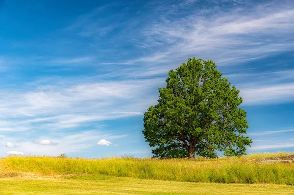 Ett Ensamt Träd Med Utsikt Över Ett Lummigt Grönt Fält — Stockfoto