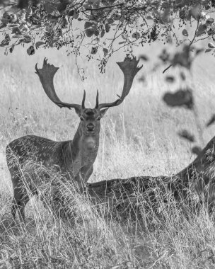 KLAMPENBORG, DENMARK - ECTOBER 03, 2020: Dyrehaven, parkta yaşayan 2000 'den fazla serbest geyik ile ünlüdür..