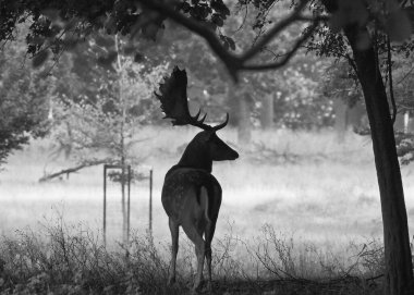 KLAMPENBORG, DENMARK - ECTOBER 03, 2020: Dyrehaven, parkta yaşayan 2000 'den fazla serbest geyik ile ünlüdür..