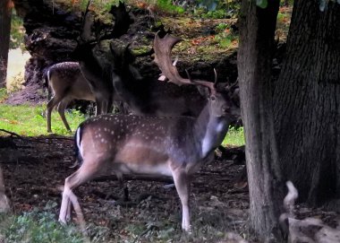 KLAMPENBORG, DENMARK - ECTOBER 03, 2020: Dyrehaven, parkta yaşayan 2000 'den fazla serbest geyik ile ünlüdür..