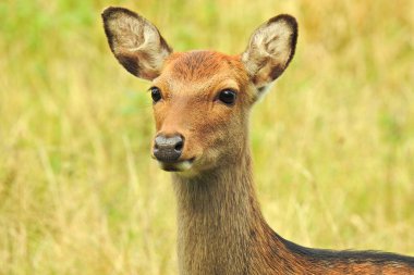 KLAMPENBORG, DENMARK - ECTOBER 03, 2020: Dyrehaven, parkta yaşayan 2000 'den fazla serbest geyik ile ünlüdür..