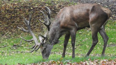 KLAMPENBORG, DENMARK - ECTOBER 03, 2020: Dyrehaven, parkta yaşayan 2000 'den fazla serbest geyik ile ünlüdür..
