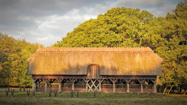 Klampenborg Dánsko 2020 Krmítko Dyrehaven Pro Více Než 2000 Jelenů — Stock fotografie