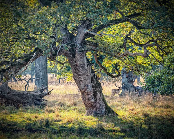 Klampenborg Denmark October 2020 Dyrehaven Renowned More 2000 Free Range — Stock Photo, Image