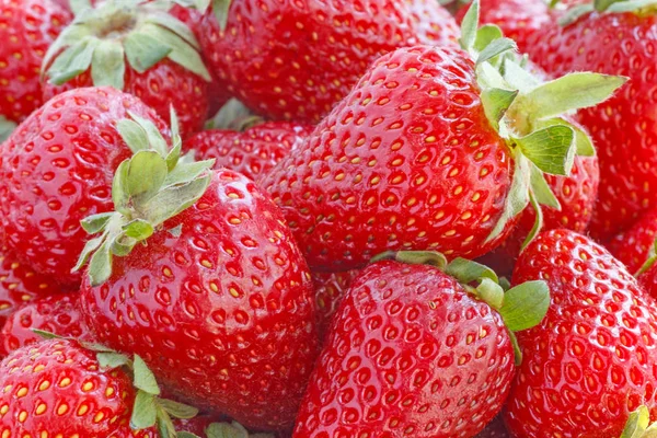 Heap Red Ripe Strawberry — Stock Photo, Image