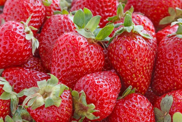 Haufen Roter Reifer Erdbeeren — Stockfoto