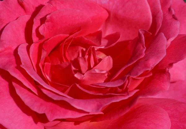 Lähikuva Vaaleanpunainen Ruusu Kukka — kuvapankkivalokuva