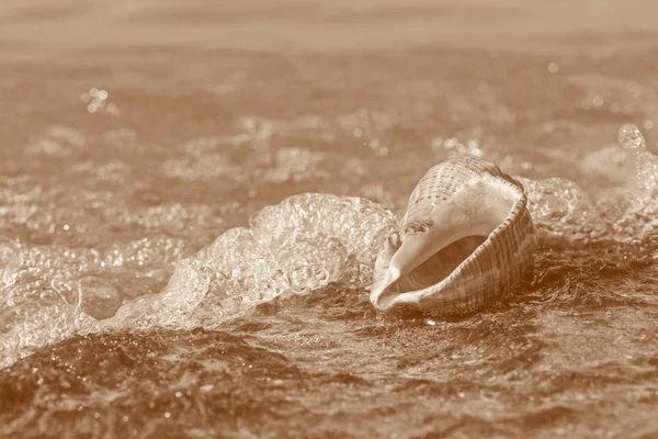 Seashel Steen Aan Zee Sepia — Stockfoto